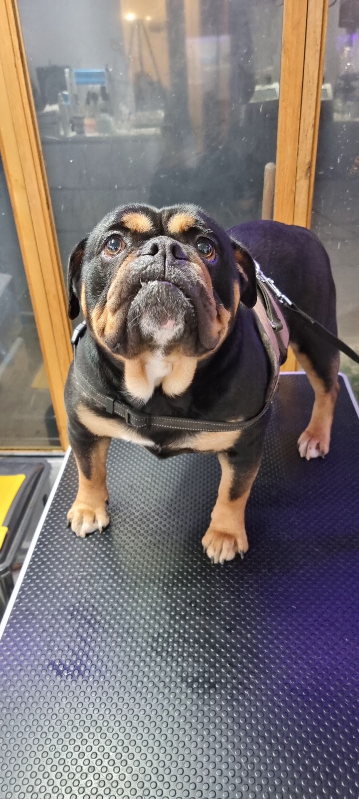 Grunnell’s K9 Fertility Coventry & Warwickshire