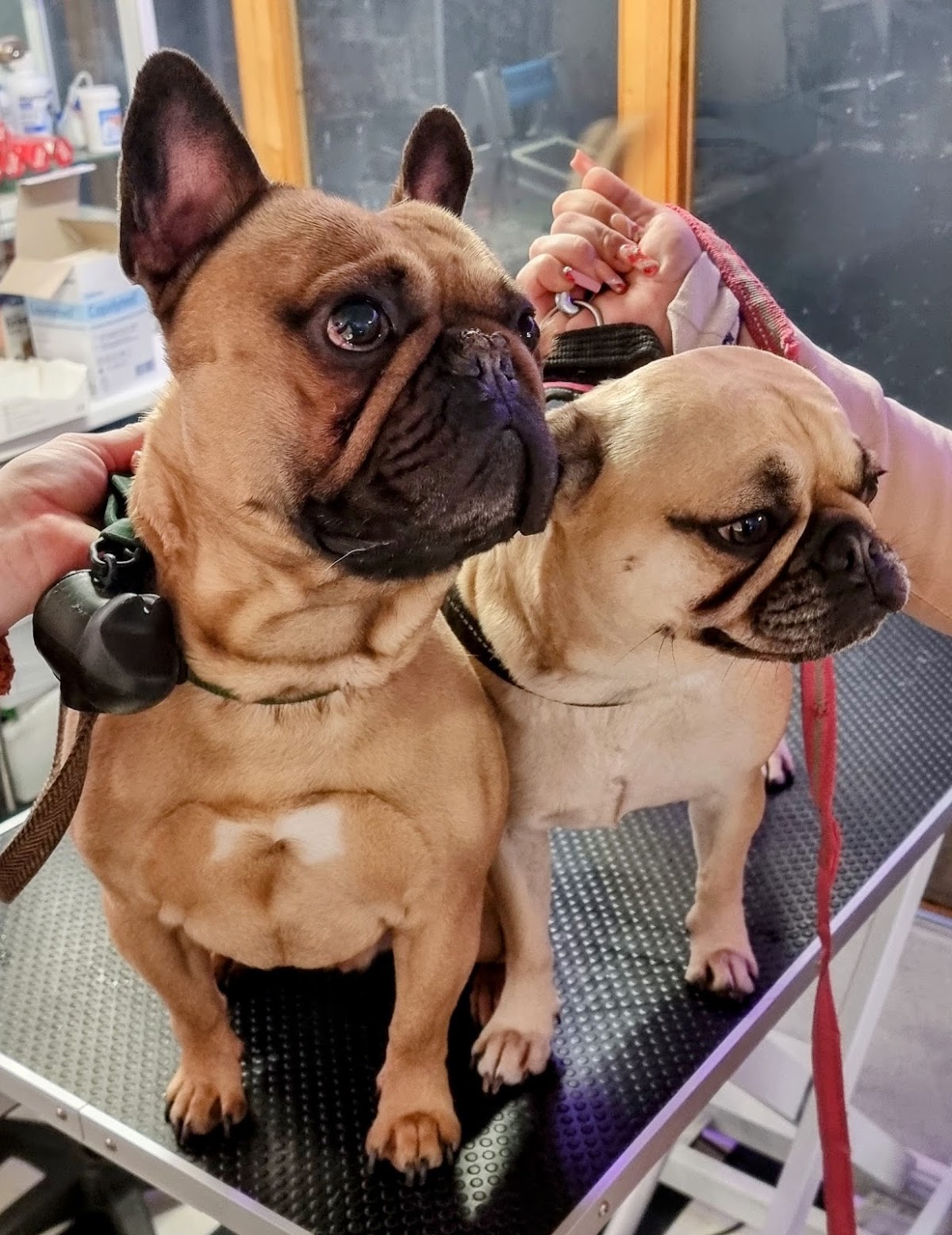 Grunnell’s K9 Fertility Coventry & Warwickshire
