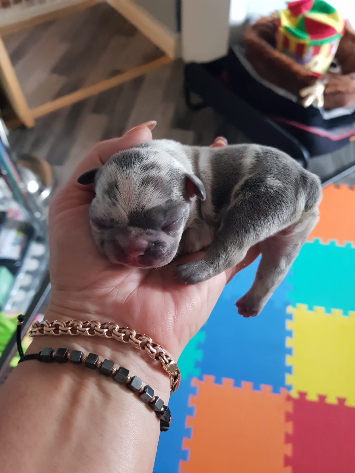 Grunnell’s K9 Fertility Coventry & Warwickshire