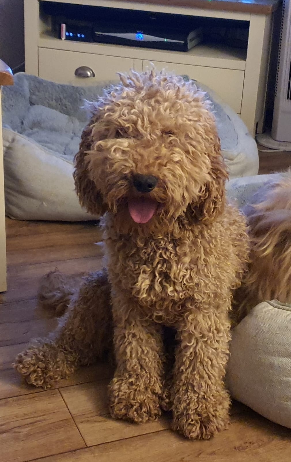 Grunnell’s K9 Fertility Coventry & Warwickshire