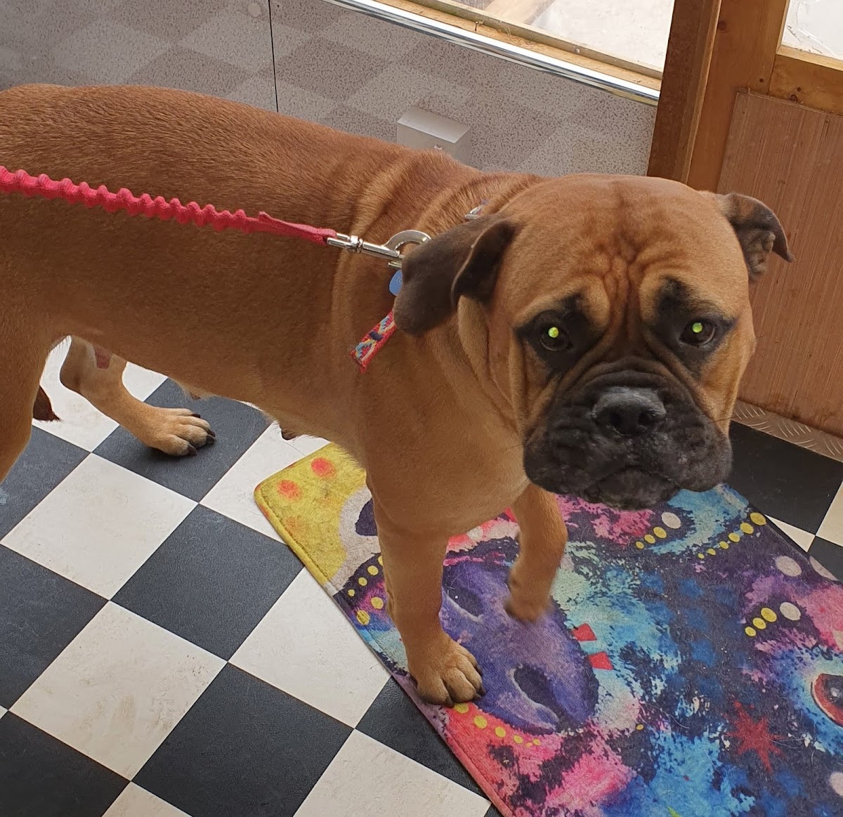 Grunnell’s K9 Fertility Coventry & Warwickshire