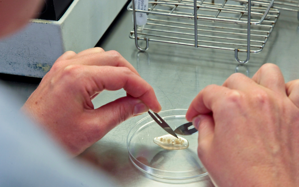 AMP Center St Roch – In vitro fertilization (IVF)