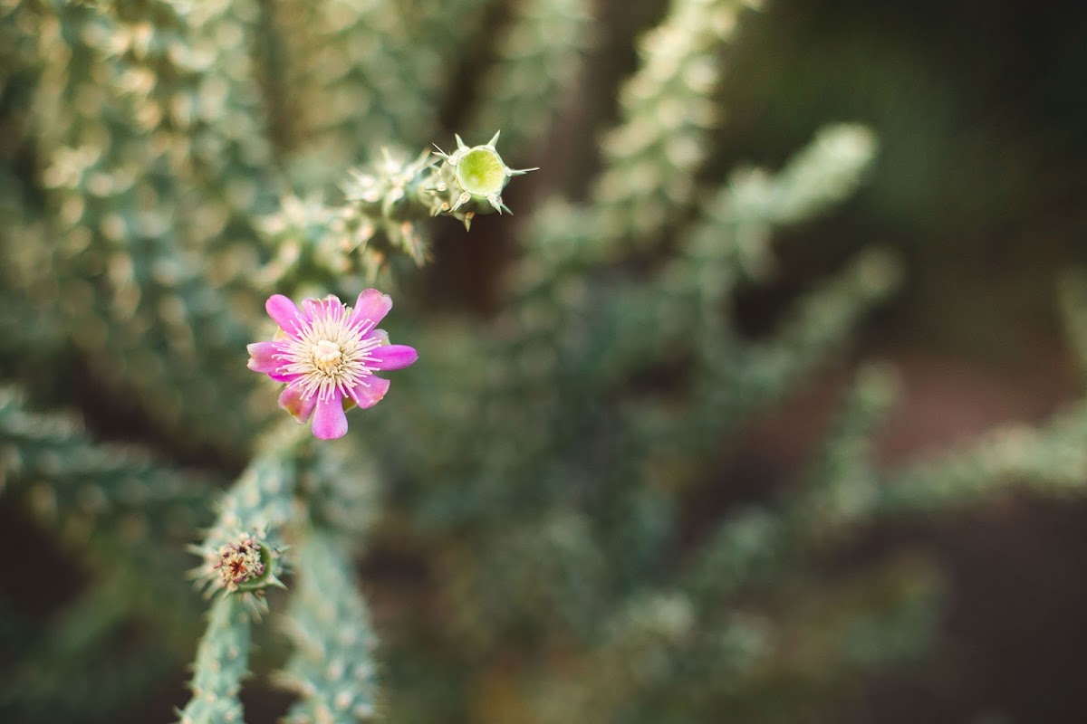 Desert-Seed-Fertility