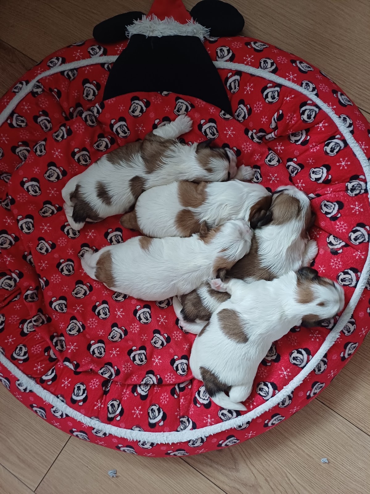 Hull-Canine-Fertility-Clinic