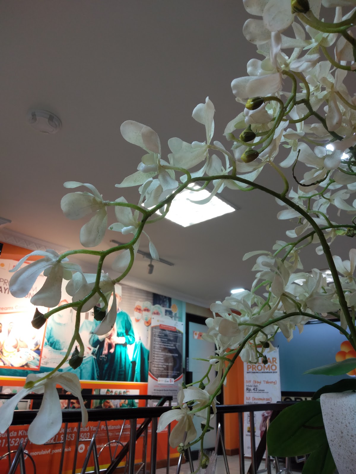 Morula-IVF-Pontianak-1