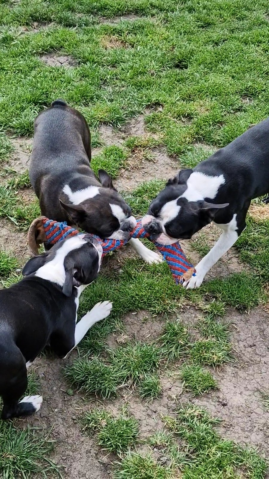 Pet-Ultrasound-Scanning-and-Canine-Fertility-Clinic-1