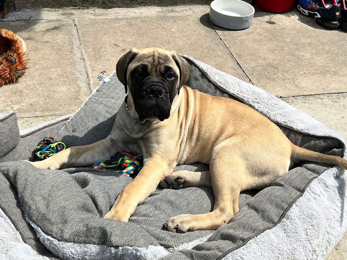 Pet-Ultrasound-Scanning-and-Canine-Fertility-Clinic-3