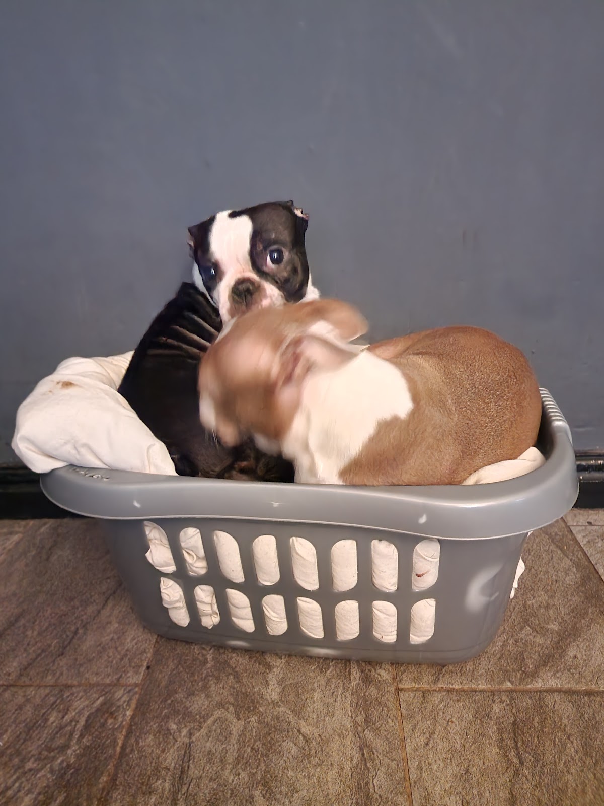 Pet-Ultrasound-Scanning-and-Canine-Fertility-Clinic